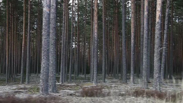 Moving along pine forest clear cut. Scene characteristic for scots pine forests in northern Europe: Sweden, Finland, Baltic states, etc. Forest stand structure is typical for commercial forests.