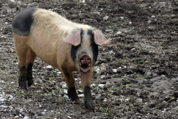 Piglet in the mud