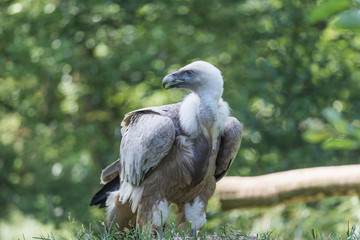 Portrait of the Gyps himalayan standing in the grass. The bird is looking to the left.