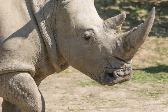 Closeup view of the head of the rhinoceros.