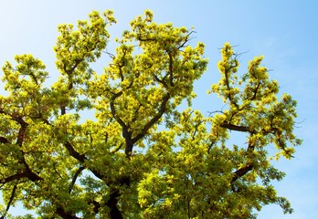 Landscape, Spring Oak Branches, Leaves and Blue Sky