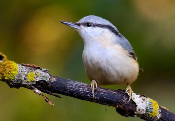 Eurasian nuthatch, wood nuthatch; Sitta europaea, clinging to a branch and looking in the camera