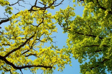 Landscape, Spring Oak Branches, Leaves and Blue Sky