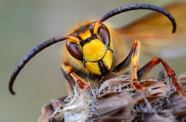 European hornet (Vespa crabro)