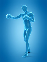 Fototapeta na wymiar medically accurate 3d illustration of a boxing pose