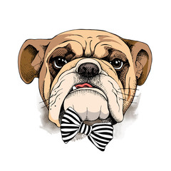 Bulldog portrait in a tie. Vector illustration.