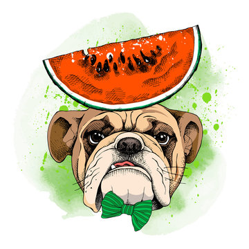Bulldog portrait in a tie and with Watermelon. Vector illustration.