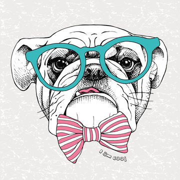 Image the portrait of a bulldog with a bow and in the glasses. Vector illustration.