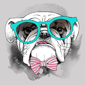 Image of portrait of a dog (Bulldog) in a glasses. Vector illustration.