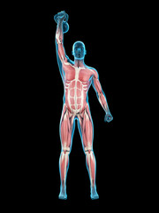 medically accurate 3d illustration of an athlete with kettle