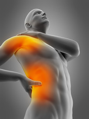 medically accurate 3d illustration of highlighted parts of the human body