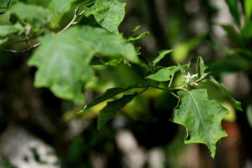 Flowers of the egg plant