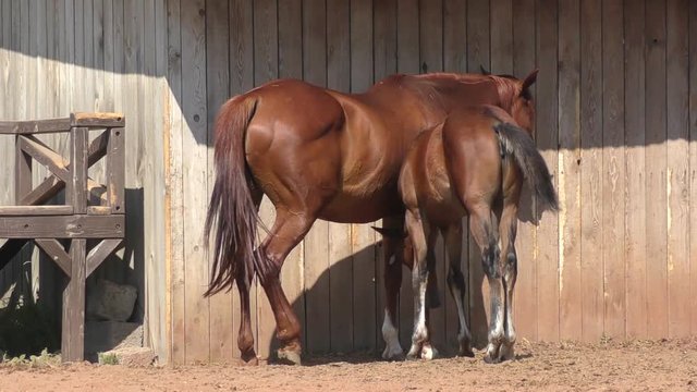 Foal at the farm in summer morning