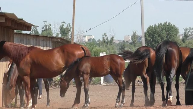 Foal at the farm in summer morning