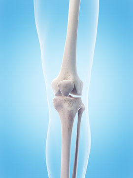 medically accurate 3d illustration of the human knee