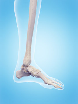 medically accurate 3d illustration of the human foot