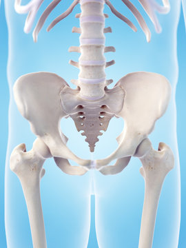 medically accurate 3d illustration of the skeletal sacrum