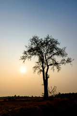 Fototapeta na wymiar single big tree on background of sunset