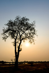 Plakat single big tree on background of sunset
