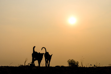 Fototapeta na wymiar Silhouette of dogs on sunset background