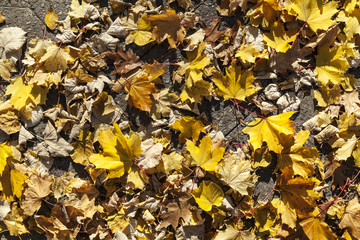 Herbstlaub auf Bürgersteig Hintergrund