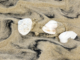 Fototapeta na wymiar South Bethany three seashells 2016