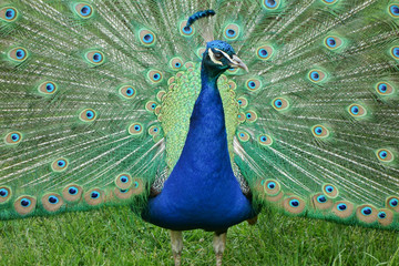 Obraz premium Male Peacock displaying it's wonderful pattern and arrangement of plumage.