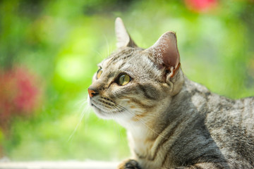 Obraz premium cat in the nature , select focus eye