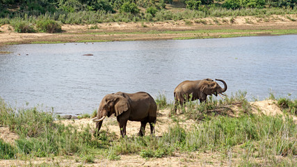 Obraz na płótnie Canvas Elefantenbullen/Elefantenbullen an einem Fluss im Krüger Nationalpark in Südafrika