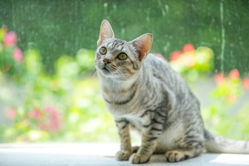 cat looking for something on the floor, select focus eye