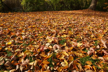 Herbstlaub