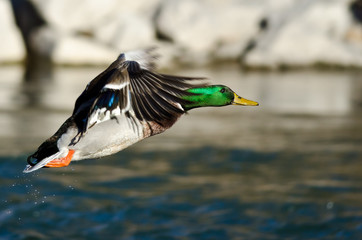 Mallard Duck Flying Low Over the River