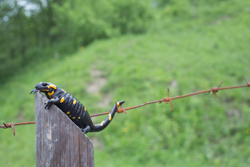 Beautiful fire salamander in the bright coloration in natural co