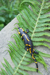 Beautiful fire salamander in the bright coloration in natural co