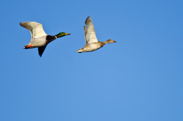 Pair of Mallard Ducks Flying in a Blue Sky
