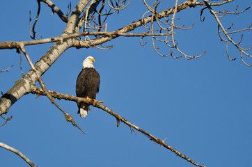 Bald Eagle Perched in the Winter Tree