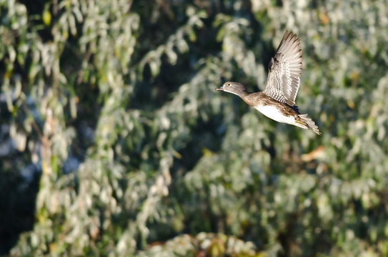 Female Wood Duck Flying Past the Green Foliage