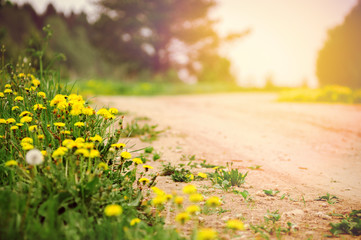 spring background wild flowers