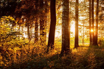 Autumn forest, sunset, sun