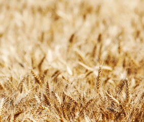 Wheat field background