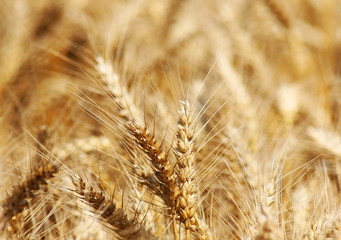 Wheat field background