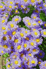 Erigeron (seaside daisy) purple and yellow flowers