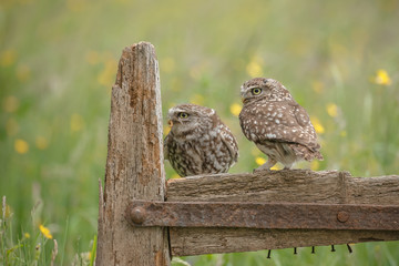 Two little owls in a meadow