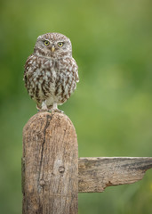 Little owl on a sign post