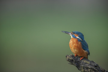 Kingfisher checking the sky