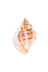 shells close up isolated on white background