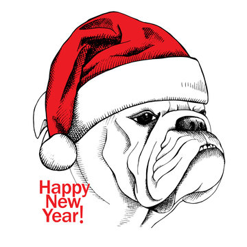 Picture of portrait of a dog bulldog in Santa hats. Vector illustration.