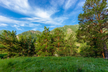 Fototapeta na wymiar Altai Mountain in summer