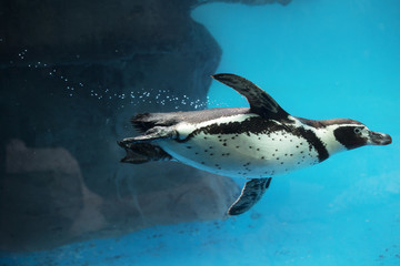 Close-up van pinguïn die onder water zwemt