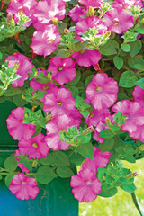 Pink petunia flowers are blooming